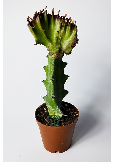 Euphorbia Lactea Cristata Variegata Dark Rim 5.5 Cm Saksıda