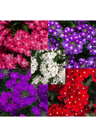 Mine Çiçeği 3 Adet Saksılı - Verbena Yer Minesi