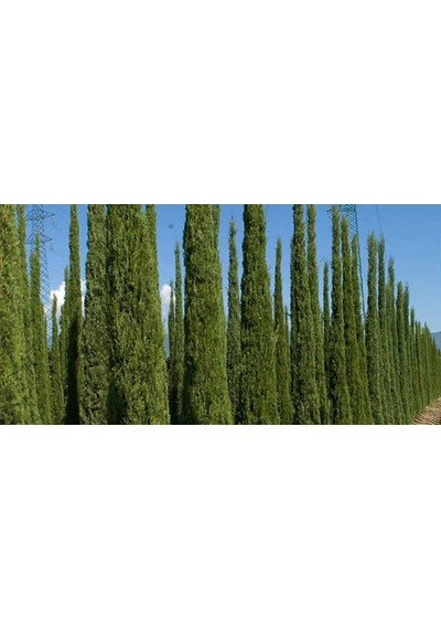 Mezarlık Selvisi Kara Selvi Fidanı 60-80 Cm