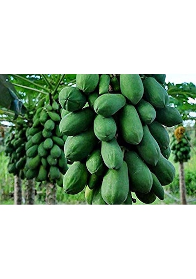 Tropikal Papaya Ağacı Tohumu 3 Tohum + Tohum
