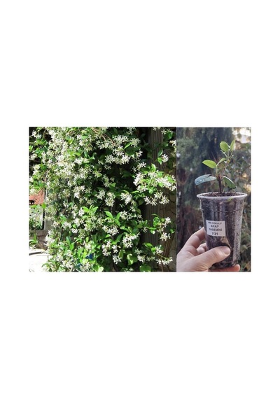 Mis Kokulu Sarmaşık Arap Yasemin Full Çiçeği Mini Fidan, Beyaz Çiçekli Bitki, Jasminum Sambac