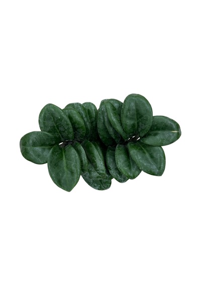 Zamia Zamioculcas 'zenzi' Zeze Çiçeği