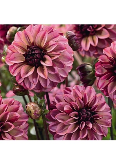 10 Adet Kahve Renk Dahlia Yıldız Çiçeği Tohumu + 10 Adet Hediye Karışık Renk Gül Tohumu