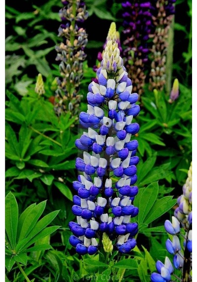 Tohum Dünyam 5 Adet Lupin Blue Flame Giant Tohumu