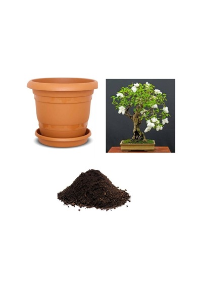 Ithal Bodur Beyaz Gül Bonsai Ağacı Tohumu Ekim Seti