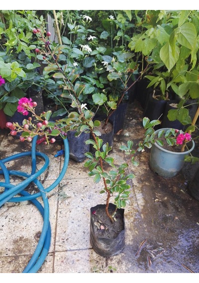 Tüplü Pembe Oya Ağacı Fidanı 50-70 Cm. Her Mevsim Dikilebilir