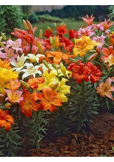 Videolu Renkli 5 Çeşit 5 Adet Kabristan Çiçek Seti 40-80cm Saksılı Chrysanthemum
