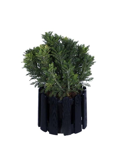 Videolu Sarı Çalı Papatyası 20-45 Cm Saksılı Çiçekli Bodur Bitkiler Yellow Daisy