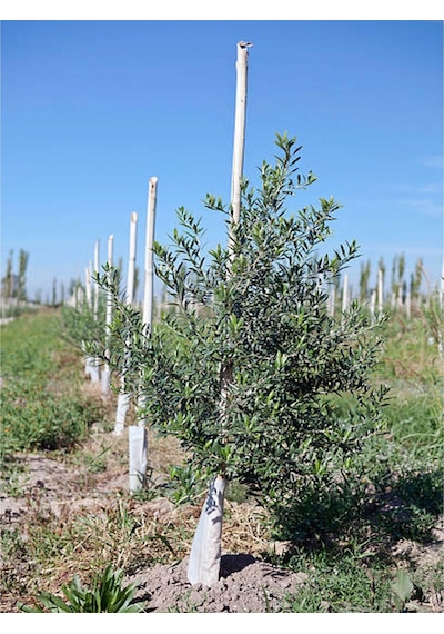 Videolu Trilya Zeytin Fidanı Bol Verimli 30 60 Cm 1 Adet Tüplü Dış Mekan Bitkisi Olive Sapling