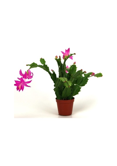 Çok Avantajlı Yılbaşı Çiçeği,yılbaşı Kaktüsü,fuşya Koyu Pembe 7 Cm Saksıda