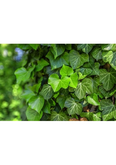 Hedera Helix Orman Sarmaşığı 100-150 Cm 20 Adet