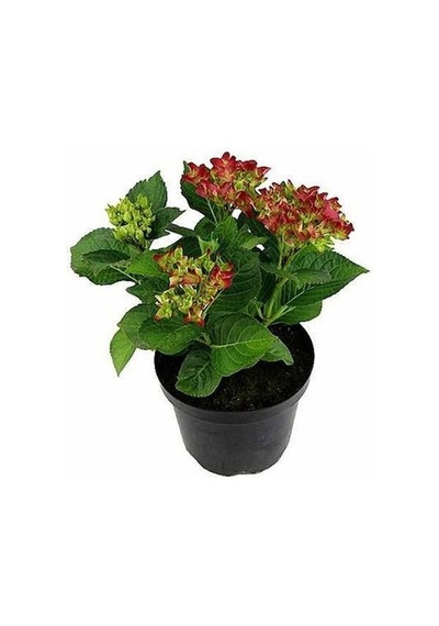 Ortanca Fidanı Hydrangea Macrophylla , - Pembe