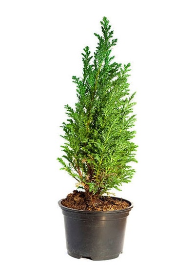 Videolu Leylandi Çit Bitkisi 10 30cm 5 Adet Saksılı/tüplü Dış Mekan Ağaç Cupressocyparis Leylandii