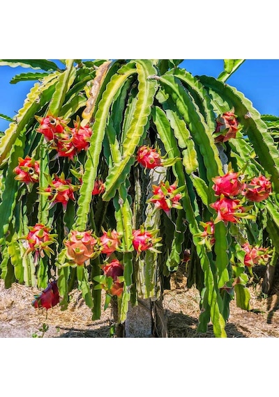 2 Adet Tüplü 1 Yaş 80-110 Cm Kırmızı Pitaya Ejder Meyvesi
