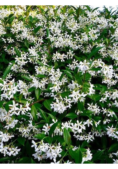 Rhyncospermum Jasminoides Arap Yasemini Yasemin Fidanı 30-60cm Kokulu Bahçe Sarmaşığı