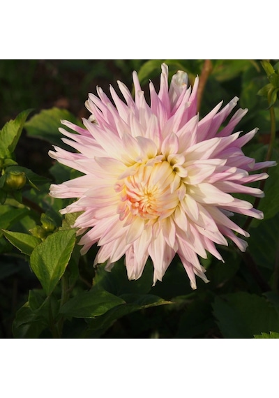 Pembe Renk Kiev Dahlia Yıldız Çiçeği Yumrusu (1 Adet)