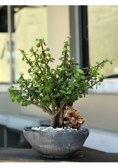 Bereket Çiçeği Portulacaria Afra Saksılı Canlı Bitki, 15-25 Cm, Kolay Bakım Çok Renkli