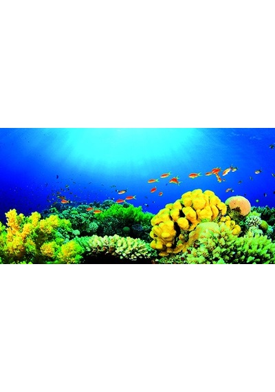 Kanki Pet Akvaryum Arka Fon Yapıştırma 105x52 Cm Kp10552027
