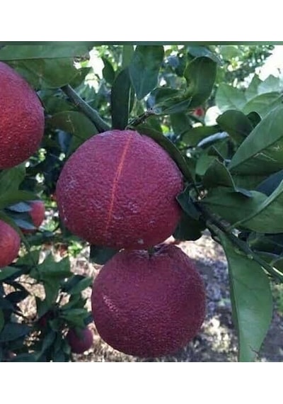 Portakal Kırmızı Fukumoto Kan Portakal 150-200 Cm Tüplü
