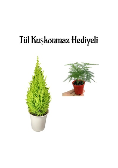 Çok Avantajlı Limon Kokulu Salon Limon Çamı Sevgililer Gününe Özel Tül Kuşkonmaz Hediyeli