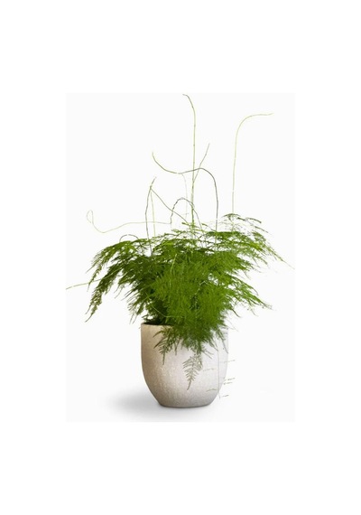Asparagus Setaceus Tül Kuşkonmaz Çiçeği 1 Adet 15-30cm Salon Çiçeği