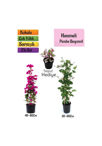 Pembe Begonvil+kokulu Hanımeli Çiçeği+telgraf Çiçeği Hediyeli 3'lü Peyzaj Seti