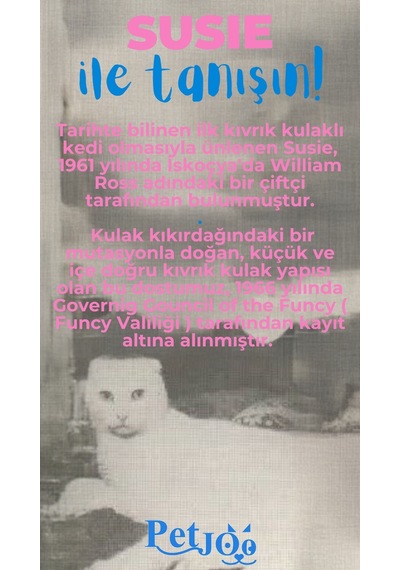 Petjoo 3.Susie Mavi-Pembe Qr'lı Kedi Künyesi