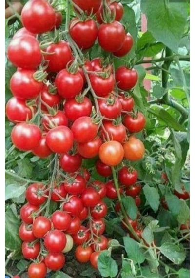 Organik Solucan Gübresi Toz Sebze Meyve Ve Süs Bitkileri 20 KG.