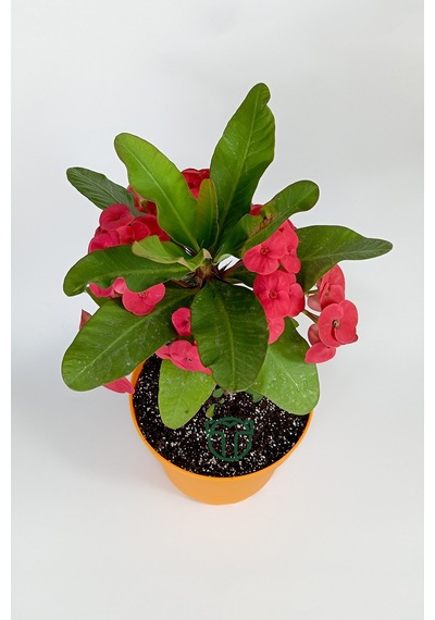 Euphorbia Milii Eforbia Büyük Çiçekli Dikenler Tacı Koyu Pembe