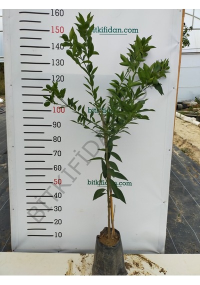 3 Yaş Aşılı Limequat Fidanı