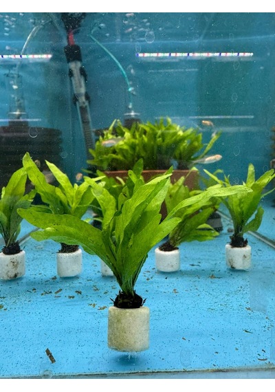 Java Fern Microsorum Pteropus Narrow L120