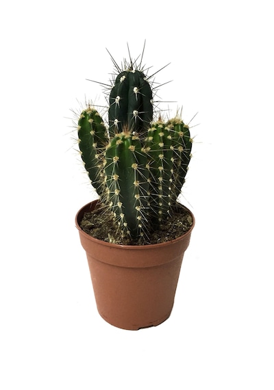 Neocardinazia Herzogiana - Kaktüs N11.642