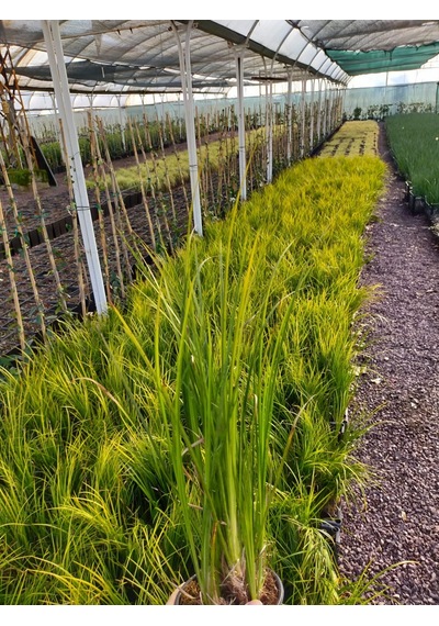 Carex Acarus Bitkisi 10'Lu