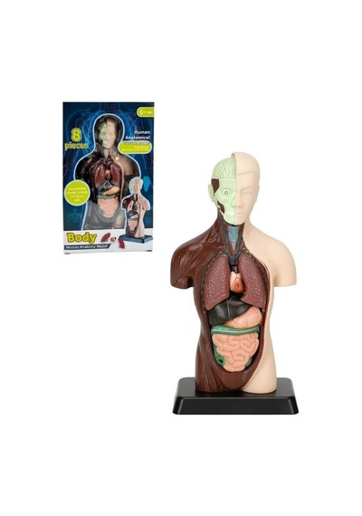 Temel 8 Parçalı İnsan Anatomisi Torso Modeli 24.5 Cm