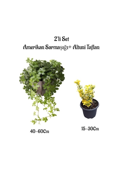 Amerikan Duvar Sarmaşığı+altuni Taflan 2'li Set Çit Bitkisi Fidanı Bahçe Bitkileri