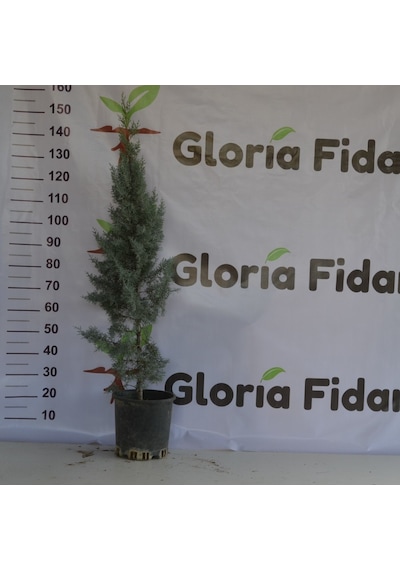Arizona Mavi Servi Fidanı-12 Lt Saksıda Cupressus Arizonica - 110