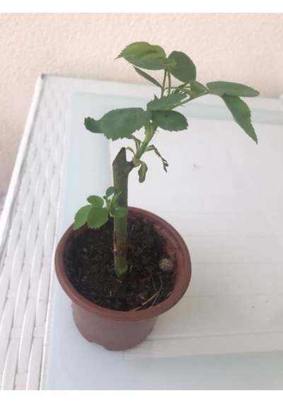 Saksılı Yediveren Pembe Beyaz Sarmaşık Ponpon Gül Fidanı 5 Adet 15-25 Cm