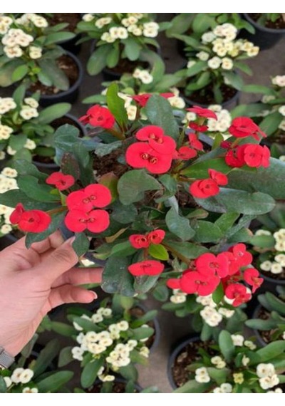 Videolu Dikenler Tacı Kırmızı Çiçekli Milli 20 40 Cm Saksılı Kaktüs Euphorbia