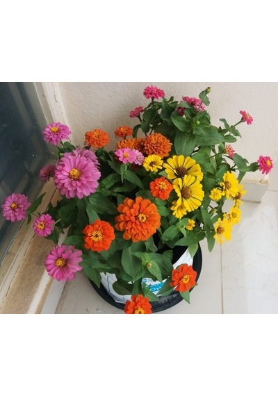 Zinnia Tohumu Zinnia Elegans