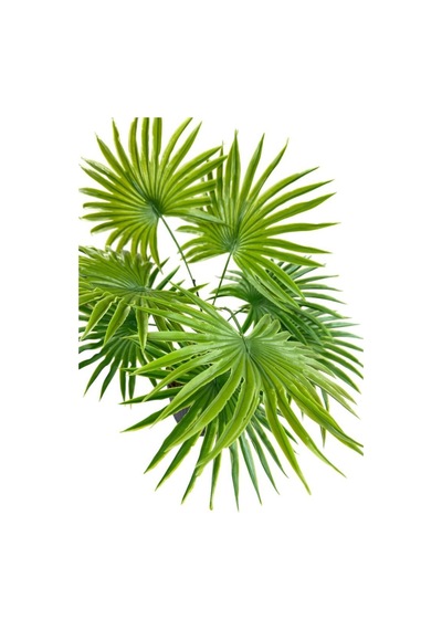 Yapay Salon Bitkisi Fan Palmiye 50 40cm 8yaprak Plastik Antrasit Saksıda Yeşil