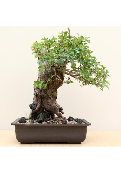 Nadir Ithal Bodur Sarı Alıç Bonzai Ağacı Tohumu 3 Tohum Bonsai Tohumu