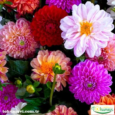 53 Adet Bodur Yıldız Dahlia Çiçeği Yumrusu Karışık12 Renk .yumru Boyu 9 Cm . Yeni Mahsul.çiçekli Boyu 45 Cm.
