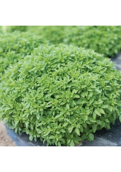 Limon Kokulu Fesleğen Tohumu 250 Tohum