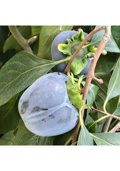 Özel Tür Tüplü Ve Aşılı Black Siyah Trabzon Hurma Fidanı Diospyros Kaki L. Özellikleri