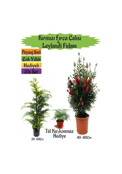 Kırmızı Fırça Çalısı+kırmızı Mercan Çiçeği+tül Kuşkonmaz Peyzaj Seti