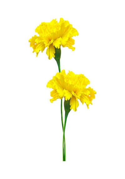 Kokulu Sarı Karanfil Çiçeği Fidanı 30-45 Cm Saksılı Çiçekli Bodur Bitkiler Yellow Carnation