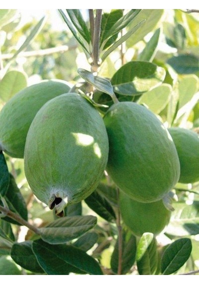 Kaymak Ağacı Feijoa Bitkisi Fidanı1 Adet Saksılı/tüplü 40-90cm Bahçe Bitkisi