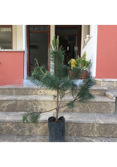 Tüplü Kara Çam Fidanı Boy 90-110Cm