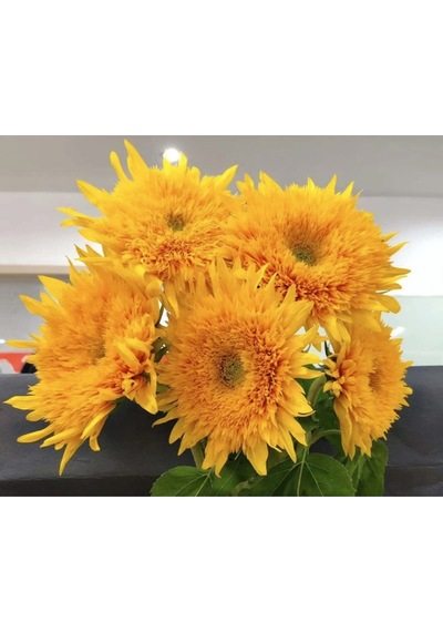 15 Adet Garden Sun Flower Gold Dwarf Tohumu