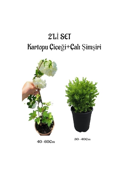 Beyaz Kartopu Çiçeği Viburnum 40-60cm +çalı Şimşiri 2'li Set Saksılı Bahçe Bitkisi